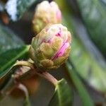 Rhododendron fulvum Altul/Alta