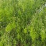 Acacia cognata Fuelha