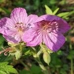 Geranium viscosissimum Flower