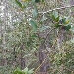 Smilax laurifolia Fuelha