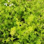 Clinopodium nepeta Blad