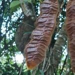 Mucuna urens Fruto