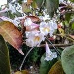 Tabebuia roseoalba Blüte