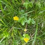 Potentilla canadensis Blomst