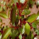 Catha edulis Φύλλο