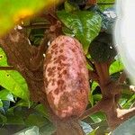 Dacryodes edulis Fruit