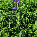 Iris pallida Pokrój