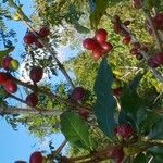 Coffea arabica Fruit