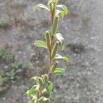 Oenothera villosa Folha