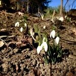 Galanthus nivalis Habitus