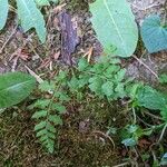 Cystopteris protrusa Leaf