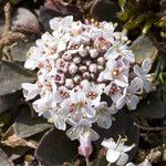 Noccaea caerulescens Blomst
