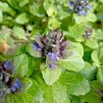 Ajuga genevensis फूल