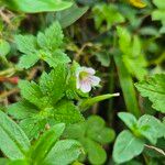 Geranium aculeolatum Flor