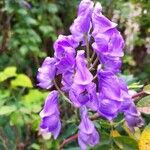 Aconitum variegatum Цвят