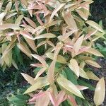 Syzygium myrtifolium Hoja