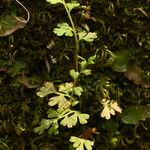 Anogramma leptophylla Leaf