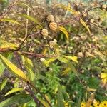 Vernonia noveboracensis Fruit