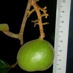Leretia cordata Frucht