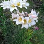 Lilium regale Kvet
