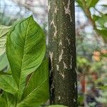 Amorphophallus konjac Hoditra