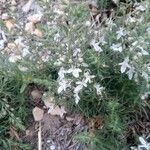 Teucrium pseudochamaepitysFlower