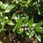 Quercus ilexΦύλλο