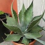 Agave salmiana 整株植物