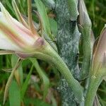 Cereus spegazzinii Flower