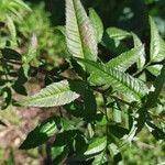 Tagetes lemmonii Folio