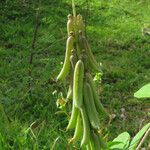 Crotalaria pallida Плод
