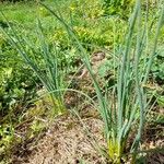 Allium oleraceum Feuille