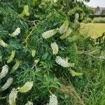 Aesculus californica Hostoa