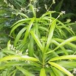Evodia hortensis Hoja