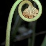 Dipteris conjugata Foglia