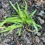 Carex plantaginea Leaf