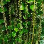 Itea ilicifolia Кветка