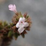 Micromeria herpyllomorpha Flower