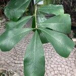 Ficus natalensis Leaf