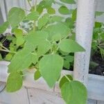 Parietaria floridana Hoja