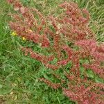 Rumex thyrsoides Plod