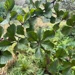 Crataegus punctata Leaf