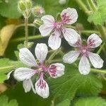 Erodium pelargoniflorum Flor