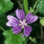 Malva parviflora Blomst