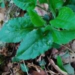 Hieracium murorumFolio