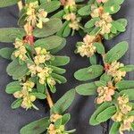 Euphorbia maculataDeilen