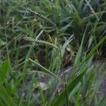 Urochloa eminii Habitat