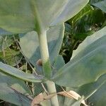 Sedum glaucophyllum Casca