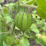 Physalis pubescens Плод