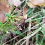 Clinopodium nepeta Gyümölcs